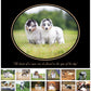 Sheltie Calendar